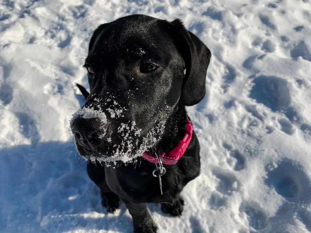Meet Roxy, a mountain bike trail dog in training