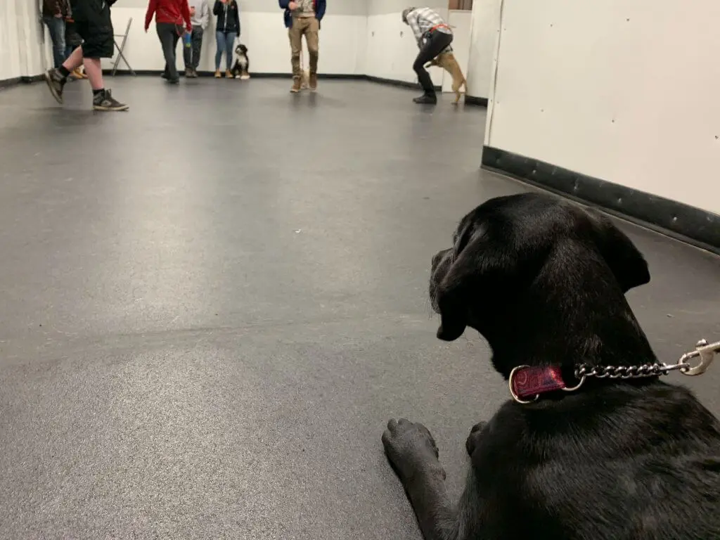 obedience training for future trail dog , Roxy